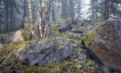 stimmungsvolle Waldbilder aus Schweden